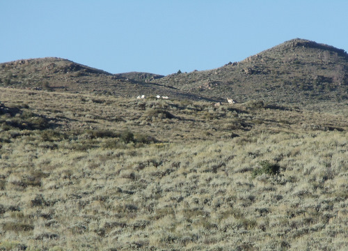 One Antelope on the ridge line.